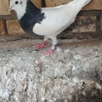 کبوتر کفتر طوقی