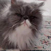 واگذاری گربه پرشین