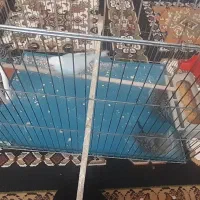 مرغ عشق|پرنده|شیراز, دلگشا|دیوار