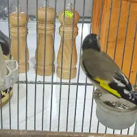 سهره نشون دار|پرنده|پاکدشت, پاکدشت (مامازند)|دیوار