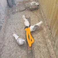 کبوتر گمشده|پرنده|قم, سعادتی|دیوار