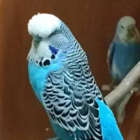 مرغ عشق جفت