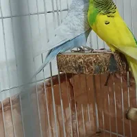 یک جفت مرغ عشق|پرنده|بروجرد, |دیوار