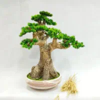 درختچه بونسای