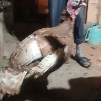 بوقلمون بوروندی قرمز