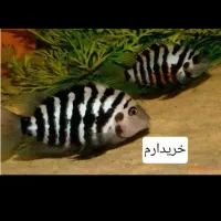 ماهی گوشتخوار زینتی