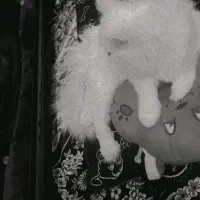 گربه تربیت شده