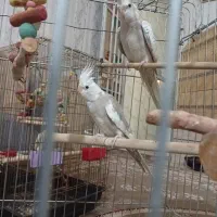 عروس هلندی  جفت ایزابلا کار داده  مرغ عشق ماده