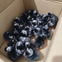 تخم مرغ نژاد پیلموت راک|حیوانات مزرعه|دالخانی, |دیوار