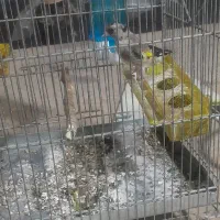 جوجه‌سهره