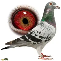 پلاکی۹۰۰نشسته