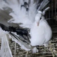 چتری آمریکایی دم رنگی|پرنده|اصفهان, بهاران|دیوار