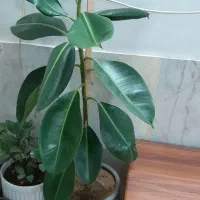 گل طبیعی زیبا