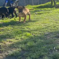 توله پیتبول پیت بول|سگ|تولم شهر, |دیوار