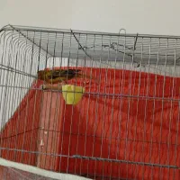 قناری بخون مامله|پرنده|ماهان, |دیوار