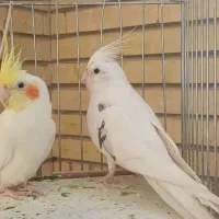 عروس هلندی جفت مولد