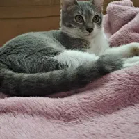 گربه