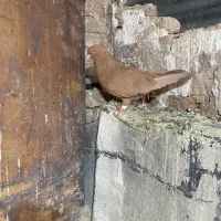 سرخ دم سفید و زرد کاکل|پرنده|شیراز, سیاه سنگ|دیوار