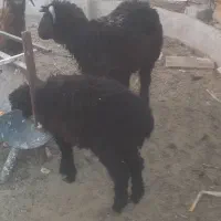 سه تا بره نر یکی ماده