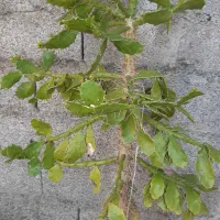 فروش گل کاکتوس  ادرس خشکبیجارهستش