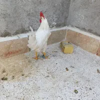 خروس سفید|حیوانات مزرعه|مشهد, رده|دیوار