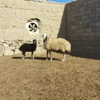 میش زاییده بابره بزرگ ودوماه اوستی