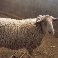 بره نر لاکن اصل از پدر و مادر فرانسه|حیوانات مزرعه|مهریز, |دیوار