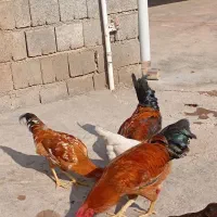 ۴عدد خروس جوان|حیوانات مزرعه|کارزان, |دیوار