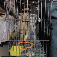 قفس پرنده (طوطی)