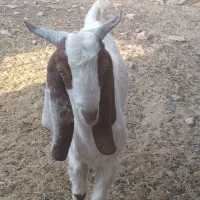 چبش پاکستانی اصل|حیوانات مزرعه|گزیک, |دیوار