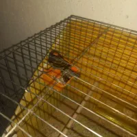 گلبسر قناری سهر مست