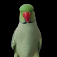 شاه طوطی ملنگو نر