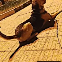 سگ سرابی نر اصیل