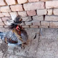 خروس و مرغ محلی|حیوانات مزرعه|دشتابی, |دیوار