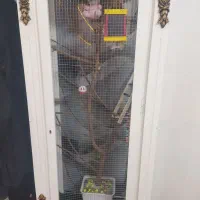 قفس طوطی های بزرگ