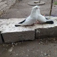 کفتر دم سیاه