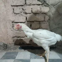 مرغ لاری|حیوانات مزرعه|فولادشهر, A1|دیوار