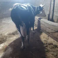 یک راس گاو شیرده هلشتاین ۲۰ کیلو شیر|حیوانات مزرعه|چمستان, |دیوار