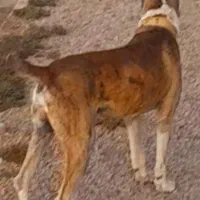 واگذاری سگ افغان گله ای ونگهبان|سگ|راور, |دیوار