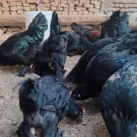 خروس سیاه برای قربانی و چشم نظر|حیوانات مزرعه|باسمنج, |دیوار