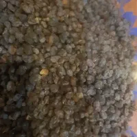 کشمش امسالی