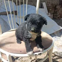 پاکوتا نسل دار واگذاری