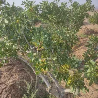 باغ پسته مهرانکوشک