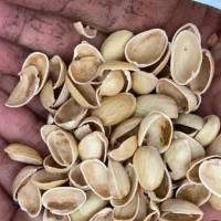 خریدار نقدی پوست پسته در محل