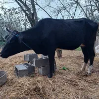 گاو دو رگ هلشتان ۴ ساله|حیوانات مزرعه|سنگر, |دیوار