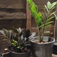 انواع گیاهان مقاوم به آب و هوای جزیره|گل و گیاه طبیعی|قشم, |دیوار