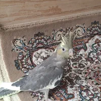 جوجه عروس 1ماهه|پرنده|قم, نیروگاه|دیوار