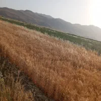 فروش-یک-هکتار-زمین-کشاورزی