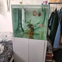 آکواریوم بزرگ|ماهی|بجنورد, |دیوار