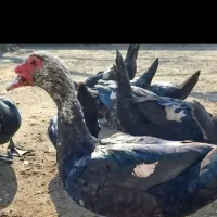 سیکا. اردک روسی|حیوانات مزرعه|بوشهر, |دیوار